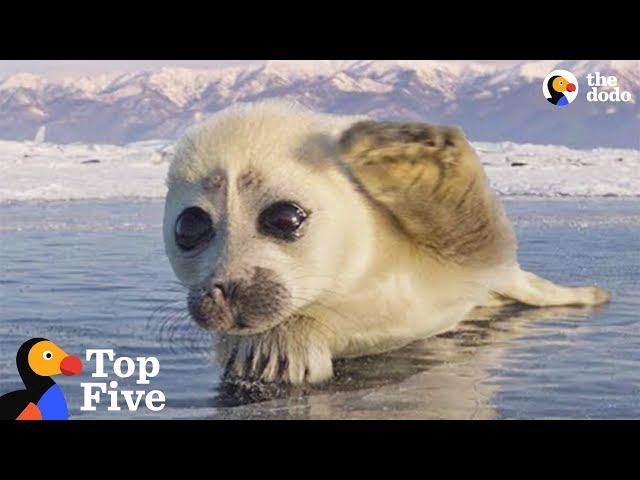 Seal Pup Waves To Photographer + Other Amazing Animal Encounters | The Dodo Top 5