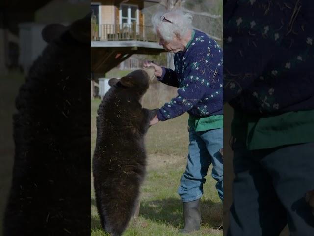 This man hikes with bears  #ytshorts #bear #hike #pets #bears #beastly #animals