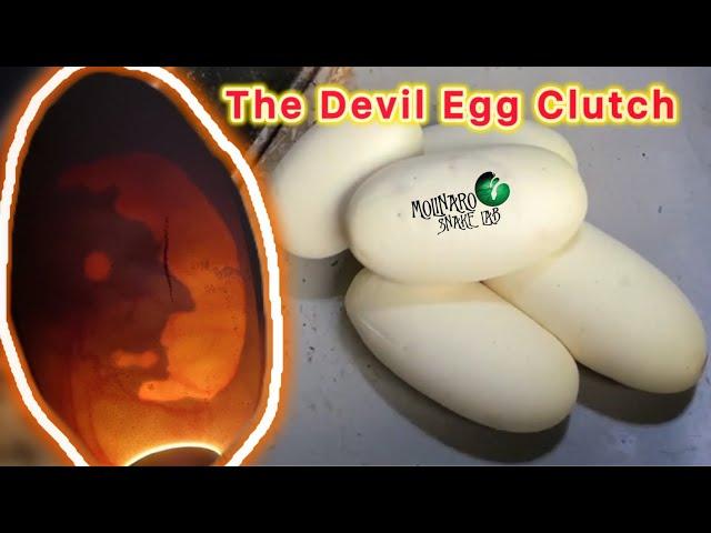 Ball Python Devil Egg Clutch