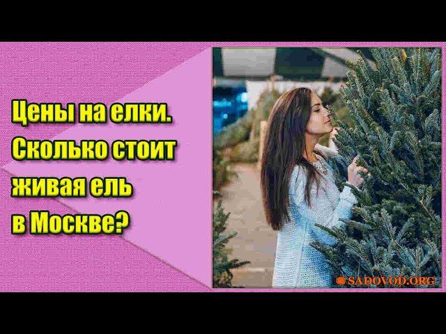 Цены на елки. Сколько стоит живая елка в Москве?