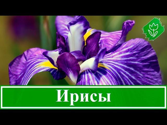 Цветы ирисы – выращивание: уход и посадка ирисов, сорта