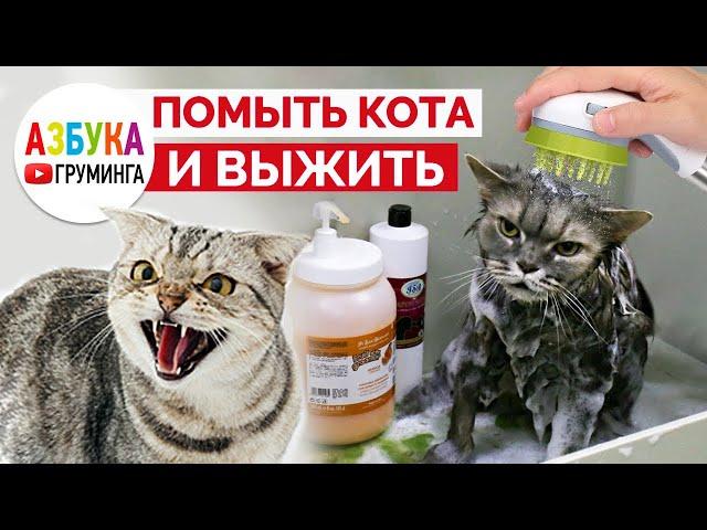 Как помыть кота, груминг кошек дома