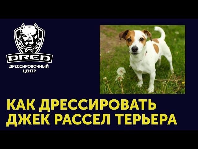 Как дрессировать Джек Рассел терьера | Описание характера породы | Собака как в фильме маска