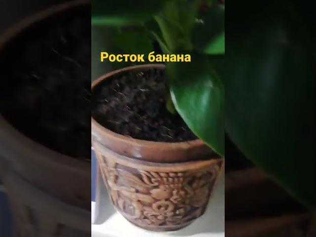 Росток банана