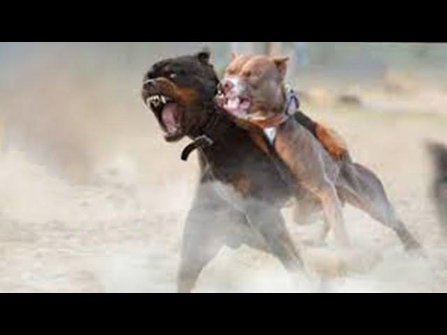 American Pitbull Vs Rottweiler Comparison | Rottweiler vs Pitbull In a Real Fight - PITDOG