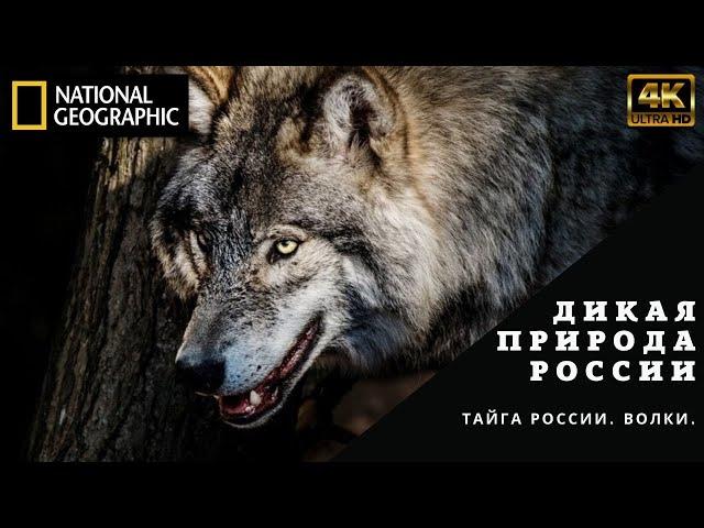 Дикая природа. Россия.  Документальный фильм -National Geographic 2021. Тайга России. Волки.