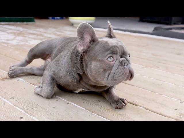 Meet Elon: Toronto's Most Charismatic Lilac French Bulldog Stud!