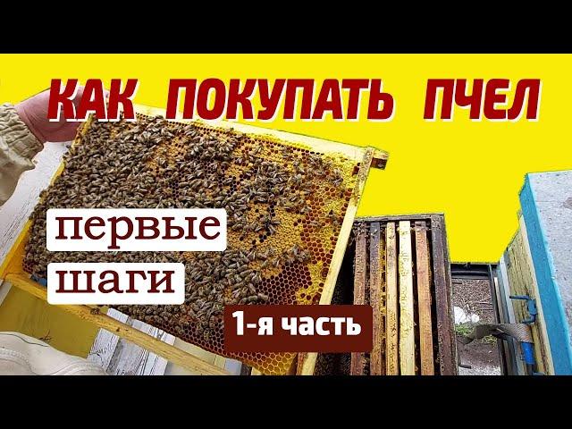 С чего начать пчеловодство Завести пчел. С самого начала. Покупка пчел  1 я часть