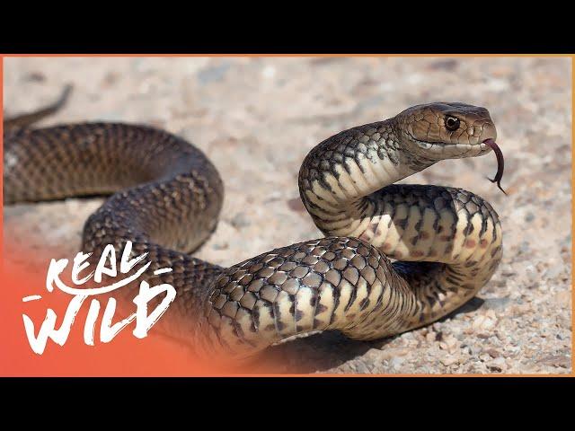 The Power Of Venom: Australia's Deadliest Animals | Deadly Australia | Real Wild