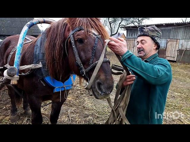 ЛОШАДИ/МЕРИН КРАСАВЧИК И САН САНЫЧ РАБОТАЮТ В ПАРЕ