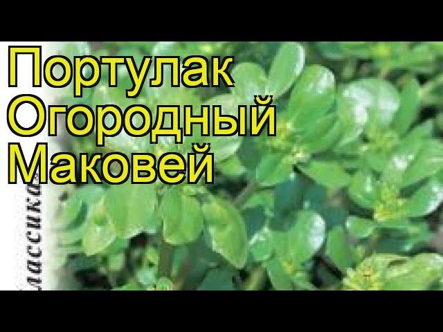 Портулак огородный Маковей. Краткий обзор, описание характеристик, где купить семена portúlaca