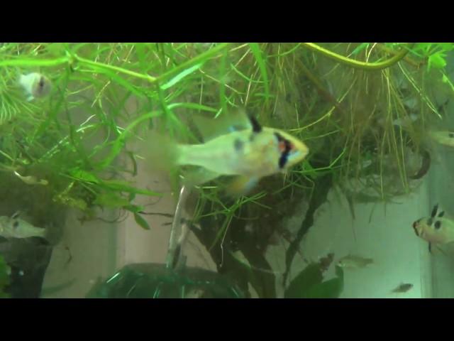 German Blue Ram Fry gorging on White Worms