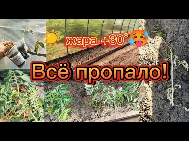 Томаты и огурцы сгорели!Невыносимая  жара!Новая теплица!
