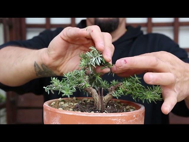 Creating ANOTHER Westringea Bonsai - December 18th, 2024