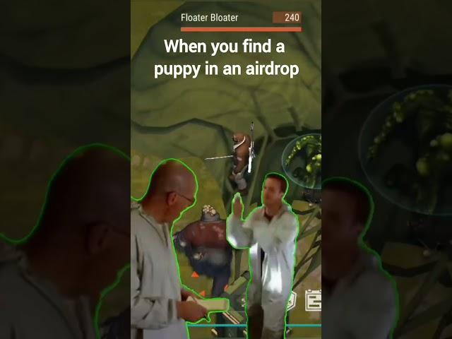 When you find a puppy in an airdrop #ldoe #memes