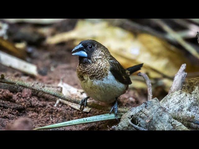 White-Rumped Munia (Lonchura striata) @ Northern Thailand