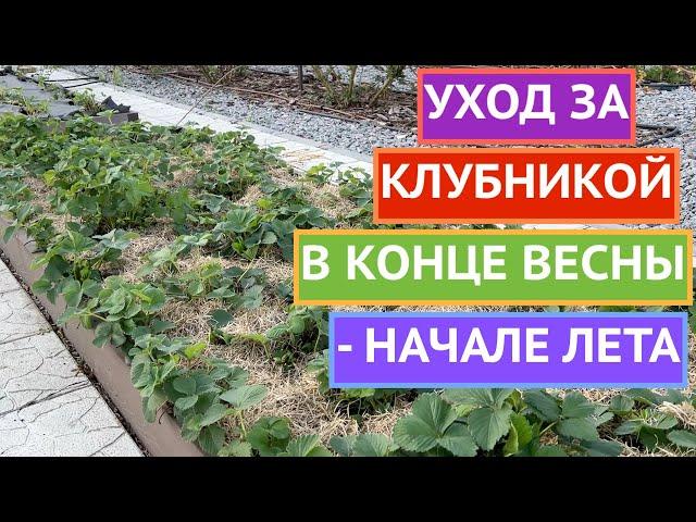 КЛУБНИКА!ОБРАБОТКА ОТ БОЛЕЗНЕЙ И ВРЕДИТЕЛЕЙ+ ПОДКОРМКА!