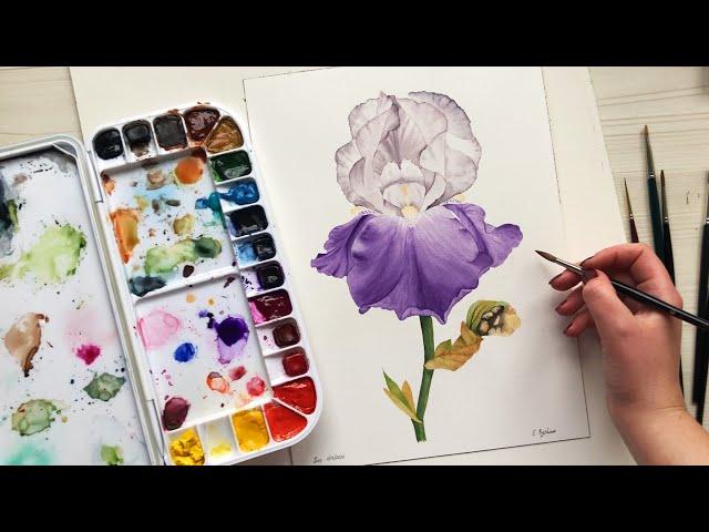 PAINT WITH ME Blue Iris with watercolors tutorial - relaxing painting process