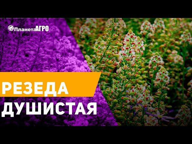  Семена цветов Резеда душистая, ароматный цветок  Планета Агро