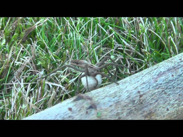 Nursery Web Spider.MTS