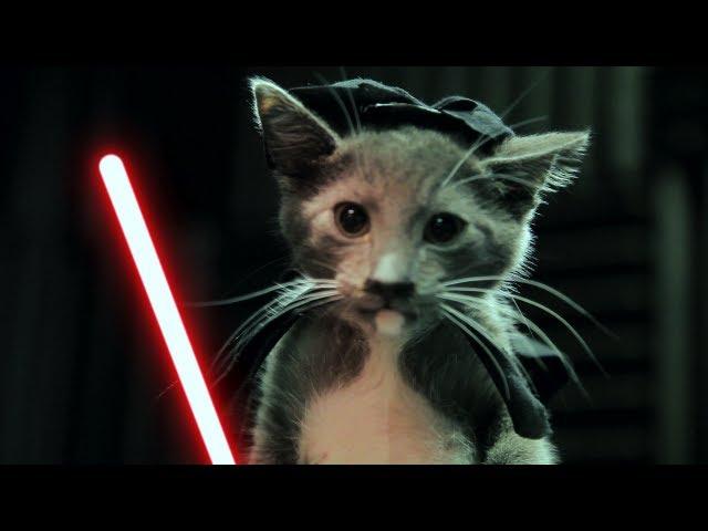 Jedi Kittens Strike Back