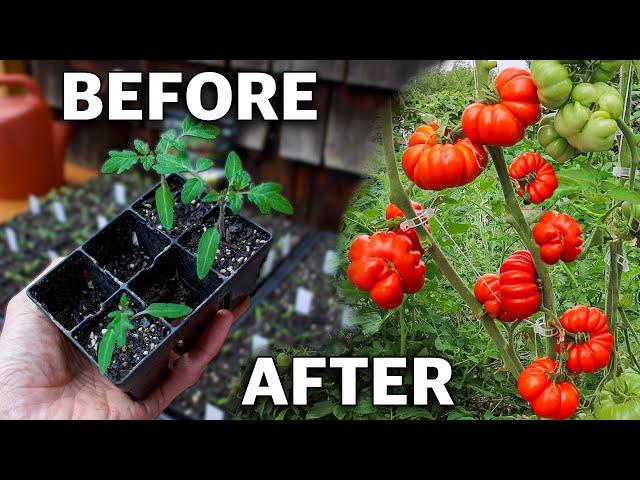 How to Grow Tomatoes, Complete Growing Guide