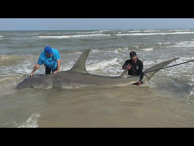 Anglers reel in massive 14-foot shark on Padre Island in Texas