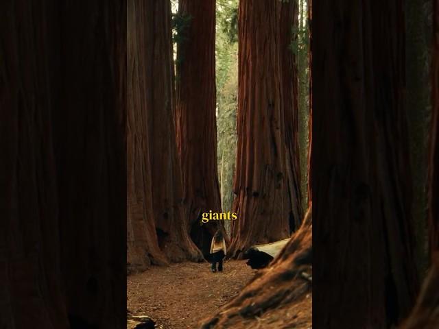 THE BIGGEST TREES IN THE WORLD 