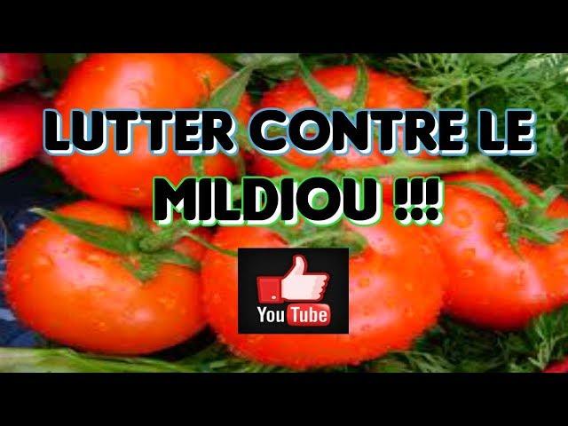 COMMENT ERADIQUER MILDIOU SUR MES TOMATES EN 13 ASTUCES DE JARDIN