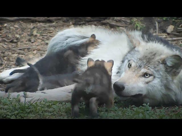 Loving Wolf Patiently Cares for Her 4-Week-Old Wolf Pup Siblings