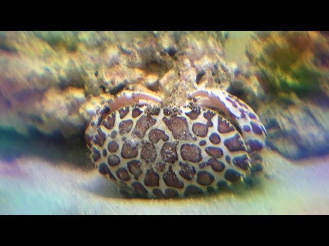 Calico crab  Trippy
