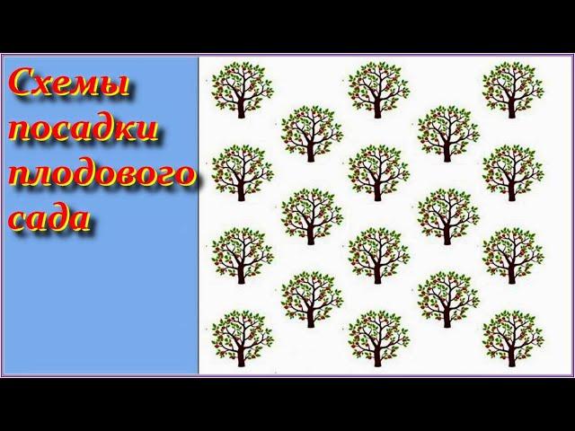 Схемы посадки плодового сада. Как спланировать участок для посадки сада