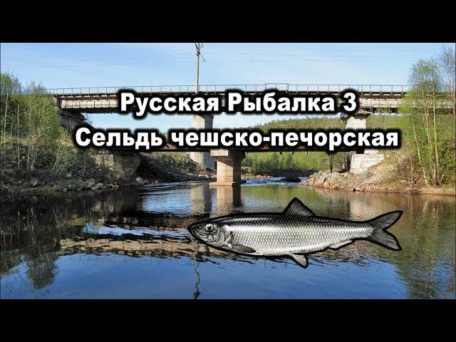 Русская рыбалка 3. Сельдь чешско-печорская. Редкости