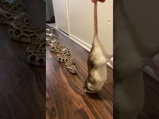 Rocky My Giant Python Vs HUGE Rat! 