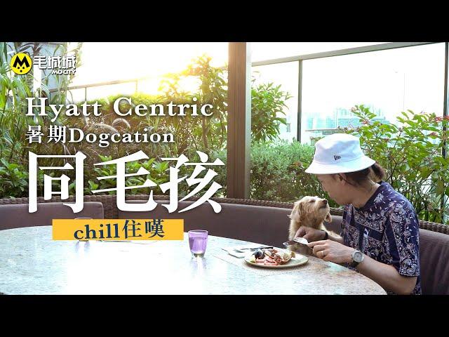 【寵物Staycation】Hyatt Centric暑期Dogcation 同毛孩chill住嘆｜毛城城MoCity