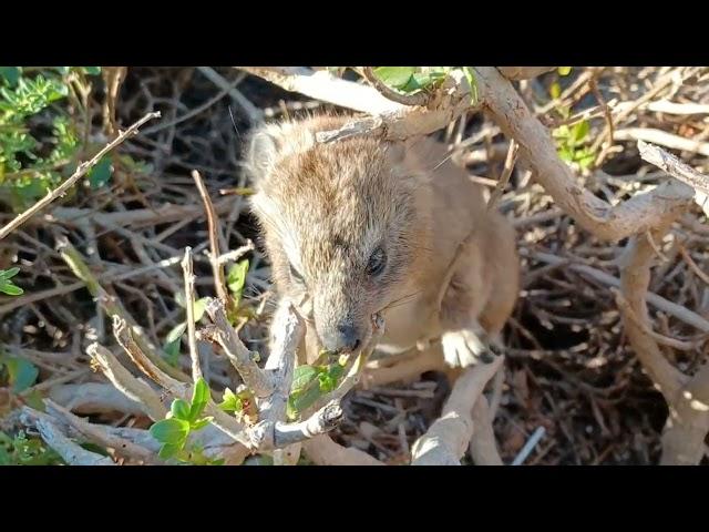 BushWhisperer falls in love with two baby "Dassies" ( Rock Hyrax )