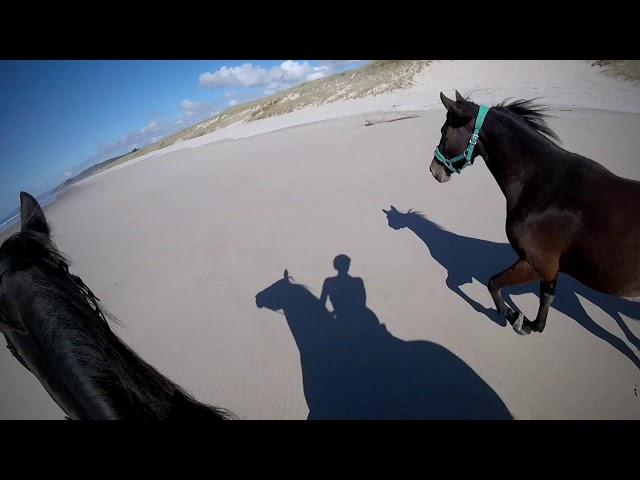 Blue sky days - Beautiful horse riding in New Zealand