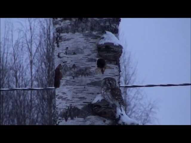 Pohjantikka (Picoides tridactylus) ja Helmipöllö (Aegolius funereus) samassa kolossa