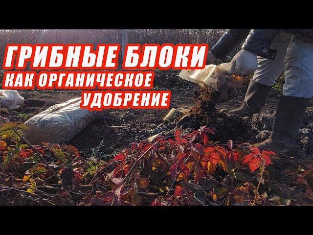 Вношу грибные блоки как органическое удобрение