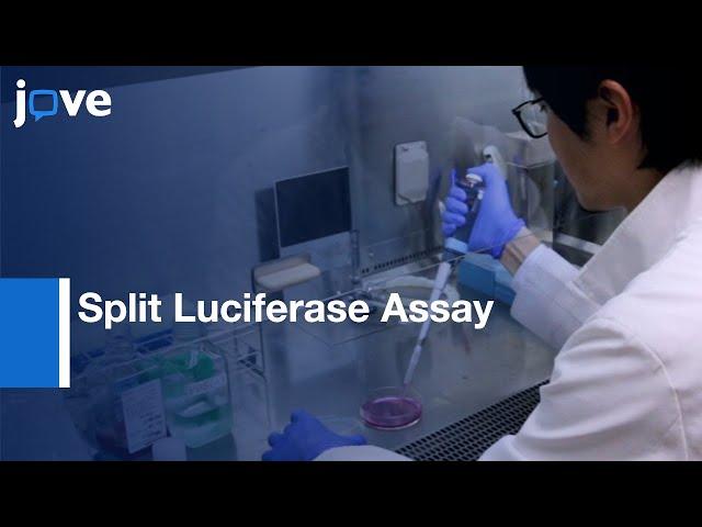 Split Luciferase Assay for Inhibitors of the HBx-DDB1 Interaction | Protocol Preview