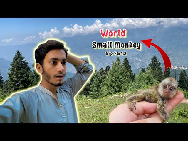 World ka  sb se chota Monkey   || Anas Bhatti Vlogs