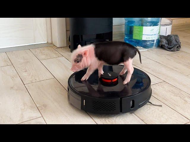 MINI-PIGS LEARNED TO TURN ON THE ROBOT VACUUM CLEANER AND RIDE IT /Sand cat Glasha hunts for a ball