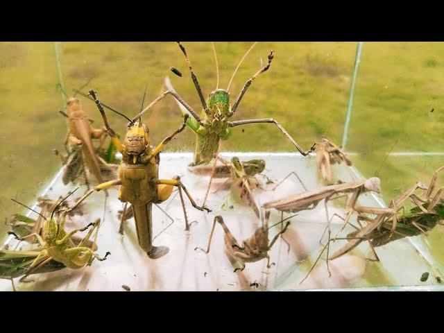 In the rainy season giant grasshoppers appear, black praying mantises, field grasshoppers, insects,