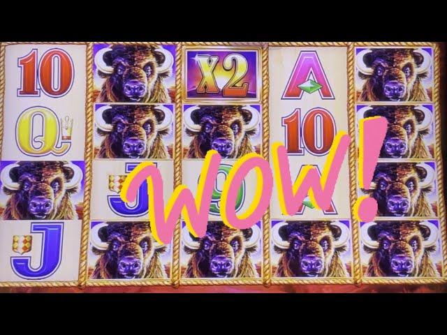 15 Gold Buffalo Heads     Over 120 bonus spins       BUFFALO GOLD   MASSIVE    HUGE  JACKPOT