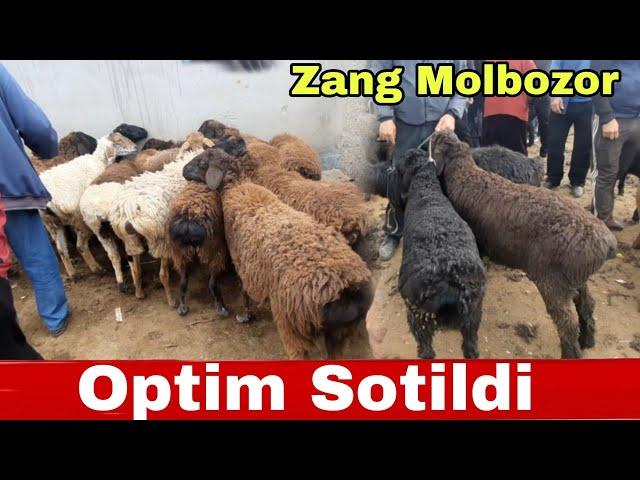 QO'ZILI QO'YLAR QO'CHQOR QO'ZI ECHKI ULOQ NARXLARI ZANG MOLBOZORIDAN 04.04.2023