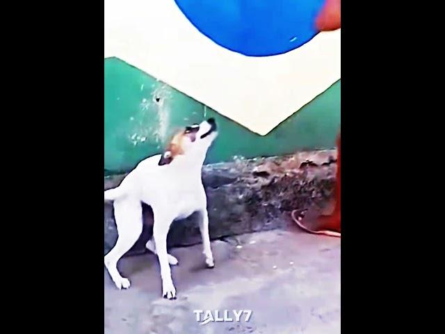 dog dancing #memes