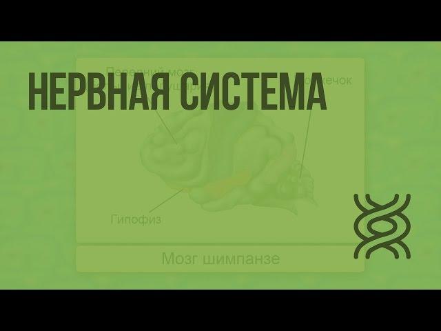 Нервная система. Видеоурок по биологии 7 класс