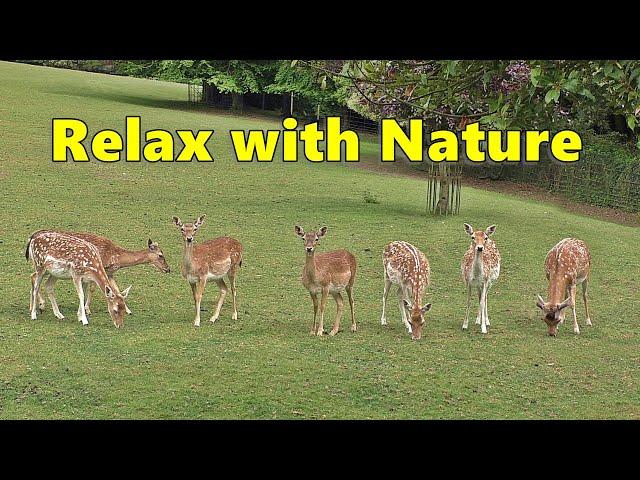 Dog TV Videos : Relax with Nature : Beautiful Deer : Relaxing TV for Dogs