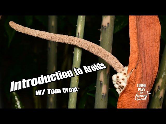 Introduction to the Aroid Family w/ Tom Croat