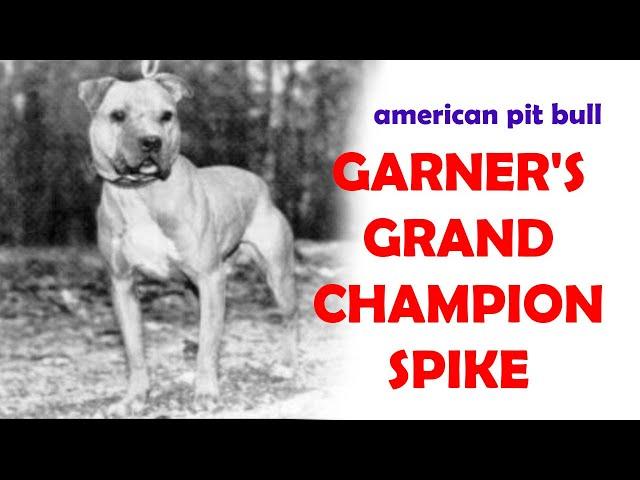 GARNER'S GRAND CHAMPION SPIKE APBT